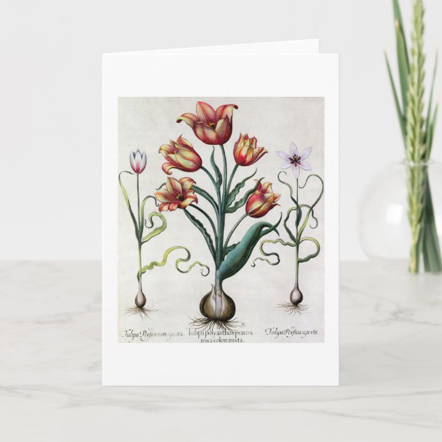 Carte De Tulipa de Perfica aperta non, Tulipa Polyanthos (Devant)