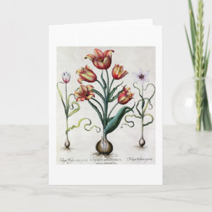 Carte De Tulipa de Perfica aperta non, Tulipa Polyanthos