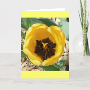 Carte de tulipe de fourmi