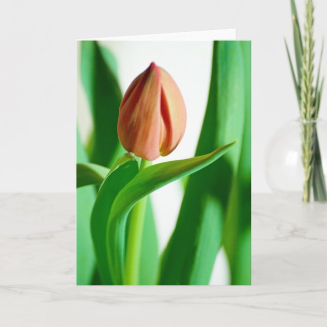carte de tulipe de lala (Devant)