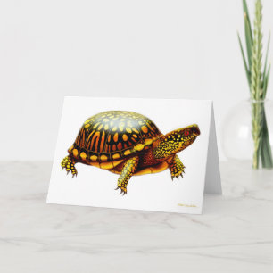 Carte de Turtle
