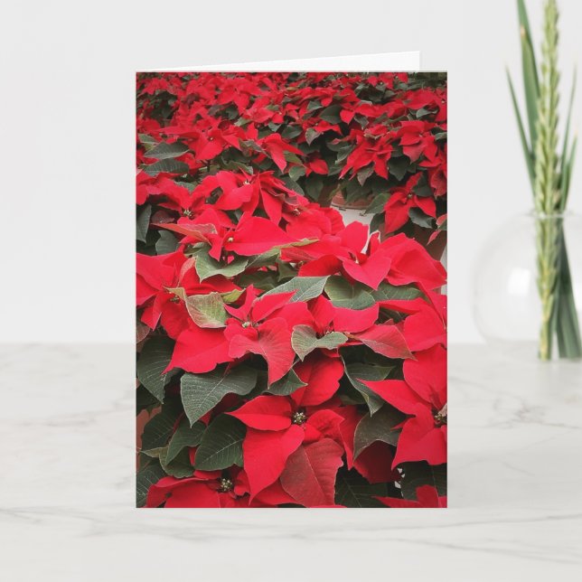 Carte de vacances de saison de poinsettia (Devant)