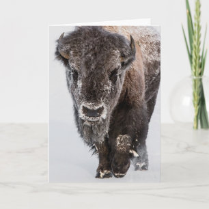 Carte de vacances "Deep Freeze"
