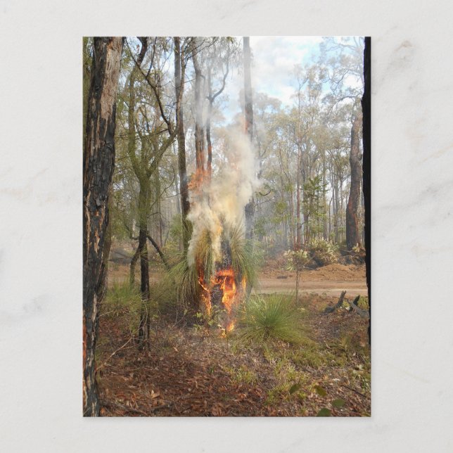 Carte de vacances Flamant Grasstree (Devant)