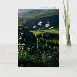 Carte De Vacances Métallisée Paysage Naturel Fleur Blanche Marguerite
