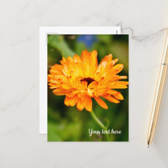 Carte de vacances Orange Marigold (Devant/Arrière en situation)