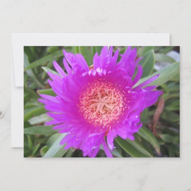 Carte de vacances Pigface Flat (Devant)