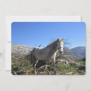 Carte de vacances Portrait de cheval
