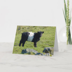Carte de vache Belge Galloway