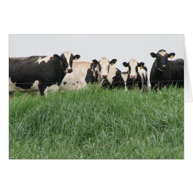 Carte de vache laitière (Devant horizontal)