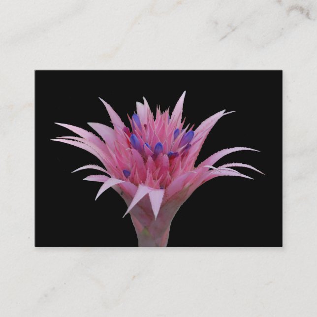 Carte De Visite Aechmea rose et bleu ACEO (Devant)