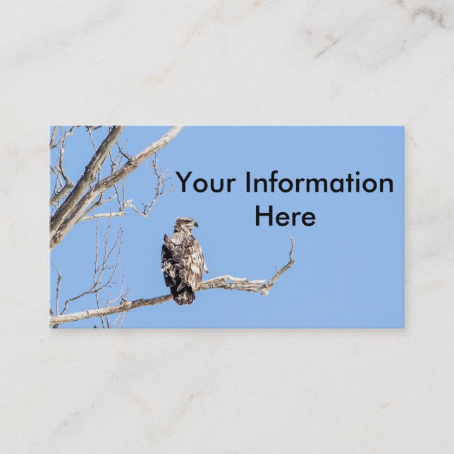 Carte De Visite Aigle à tête blanche juvénile (Devant)