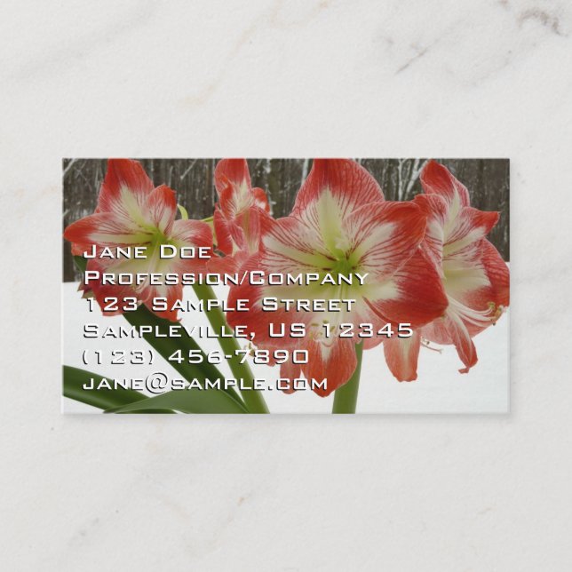 Carte De Visite Amaryllis en Fête Rouge Neige Hiver Floral (Devant)