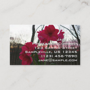 Carte De Visite Amaryllis rouge et lever de soleil hivernal
