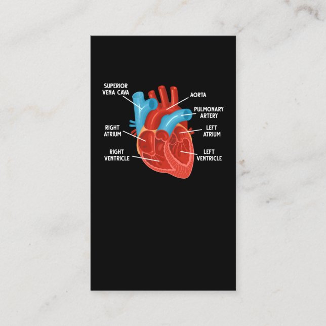 Carte De Visite Anatomie cardiaque Cardiologie de l'éducation (Devant)