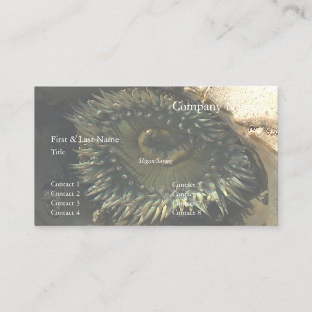 Carte de visite Anémone de Natural Bridges 2 (Devant)