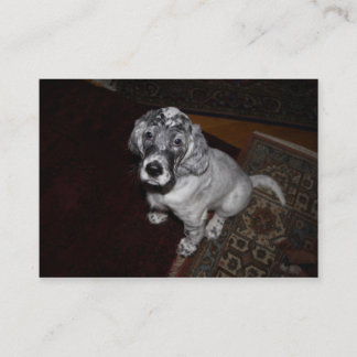 Carte De Visite Anglais Setter Puppy