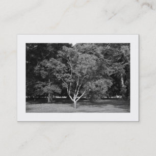 Carte De Visite Arbre de Magnolia BW (bordé)