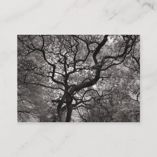 Carte De Visite Arbre de Magnolia en fleurs 03 (Devant)