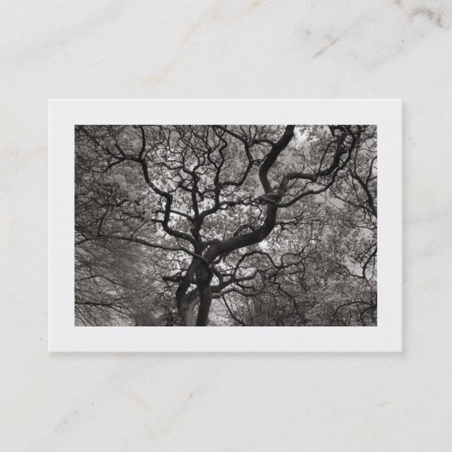 Carte De Visite Arbre Magnolia en Fleur 03 (Bordé) (Devant)