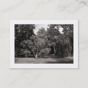 Carte De Visite Arbres, Bute Park, Cardiff - BW Chaud (Bordé)