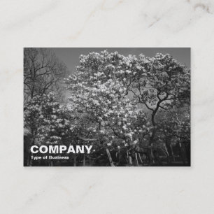 Carte De Visite Arbres de Magnolia en fleurs (BW)