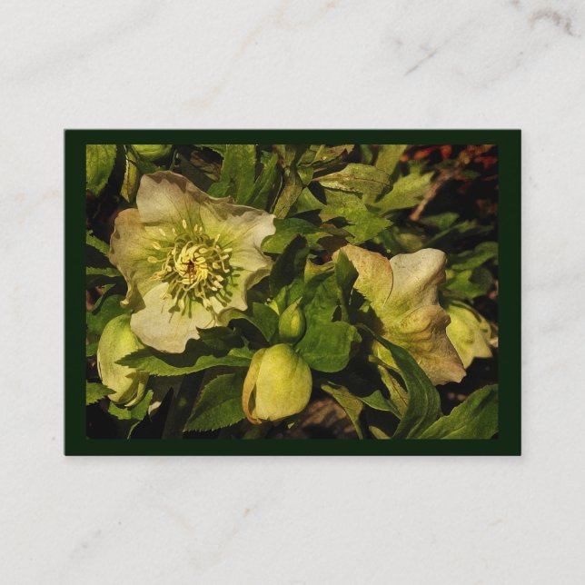 Carte De Visite ATC de Hellebore de rose Lenten (Devant)