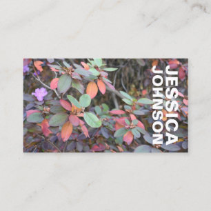 Carte De Visite Automne Feuillage Automne Feuilles Nature Arbre Ph