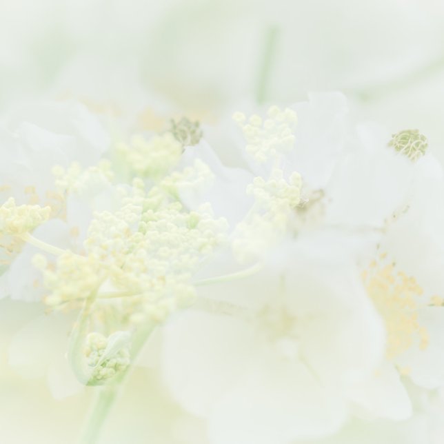 Carte de visite avec design macrofloral (Créateur téléchargé)