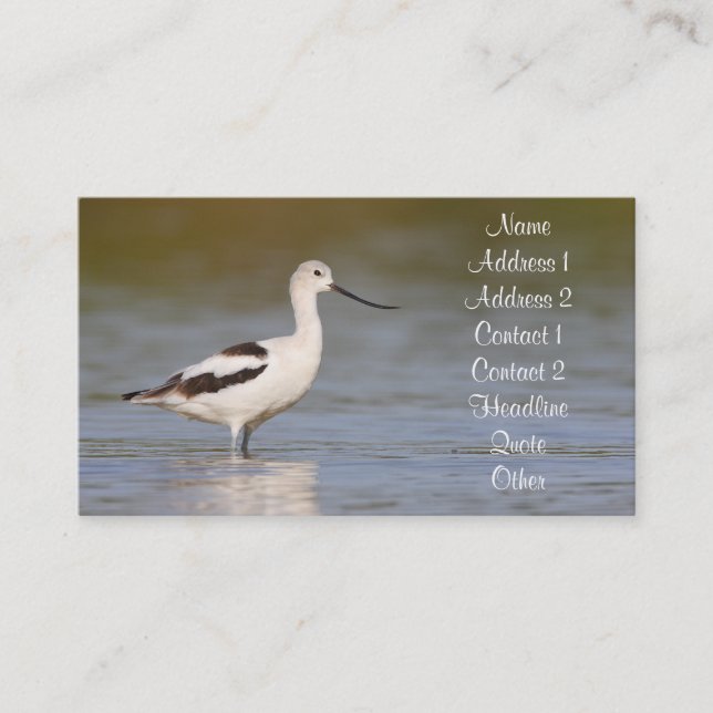 Carte De Visite Avocet américain blanc (Devant)