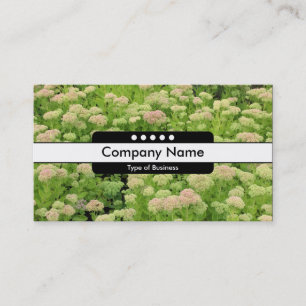 Carte De Visite Bande centrale 5 places - Sedum (Joie d'Automne)