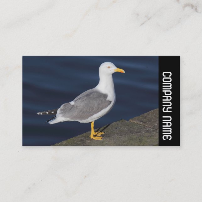 Carte De Visite Bande latérale -  Goéland leucophée (Devant)