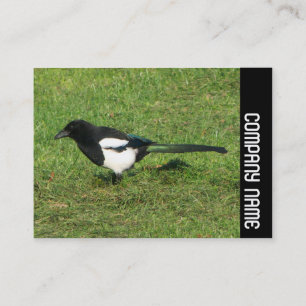 Carte De Visite Bande latérale - Magpie européenne