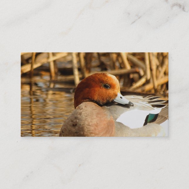 Carte De Visite Beau étranger en ville Eurasian Wigeon (Devant)