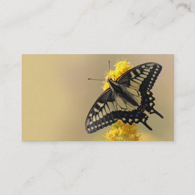 Carte De Visite Beau papillon anis Swallowtail au soleil (Devant)