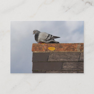 Carte De Visite Bonjour Pigeon