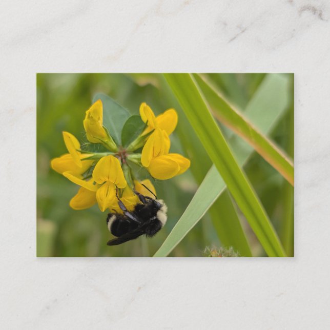 Carte De Visite Bourdon sur une fleur sauvage jaune (Devant)