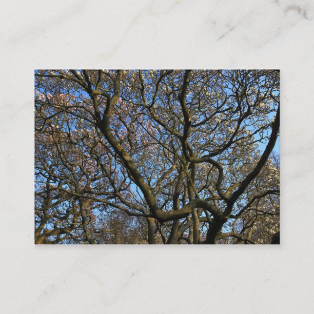 Carte De Visite Branches de Magnolia au début du printemps (Devant)
