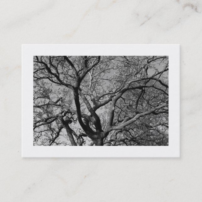 Carte De Visite Branches de Magnolia au début du printemps (fronti (Devant)