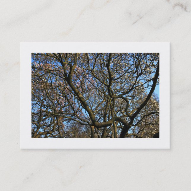 Carte De Visite Branches de Magnolia au début du printemps (fronti (Devant)
