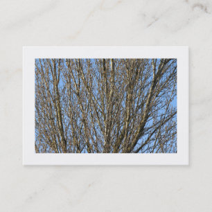 Carte De Visite Branches Sunlit (Bordées)