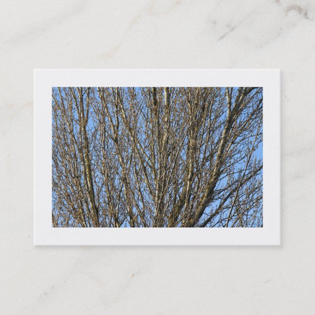 Carte De Visite Branches Sunlit (Bordées) (Devant)
