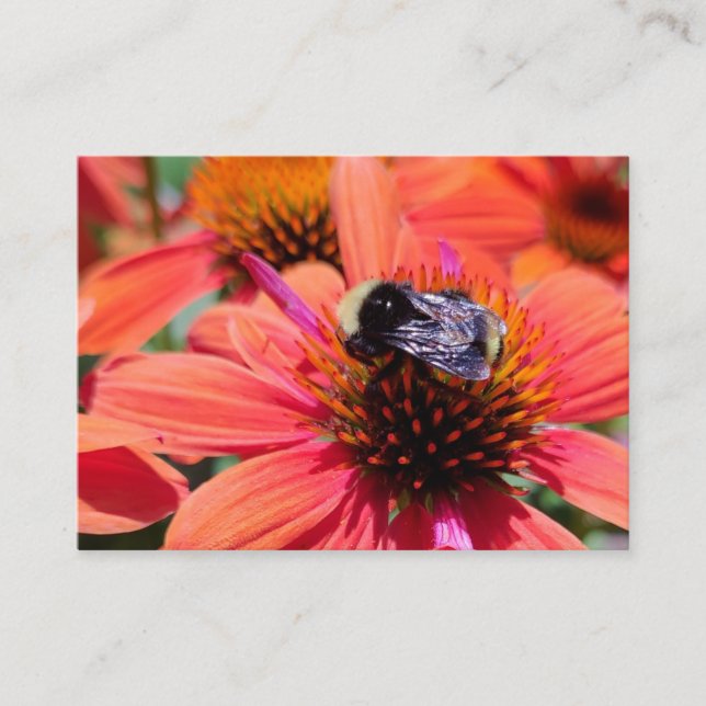 Carte De Visite Bumblebee sur coneflower (Devant)