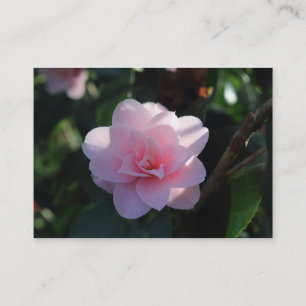 Carte De Visite Camellia rose