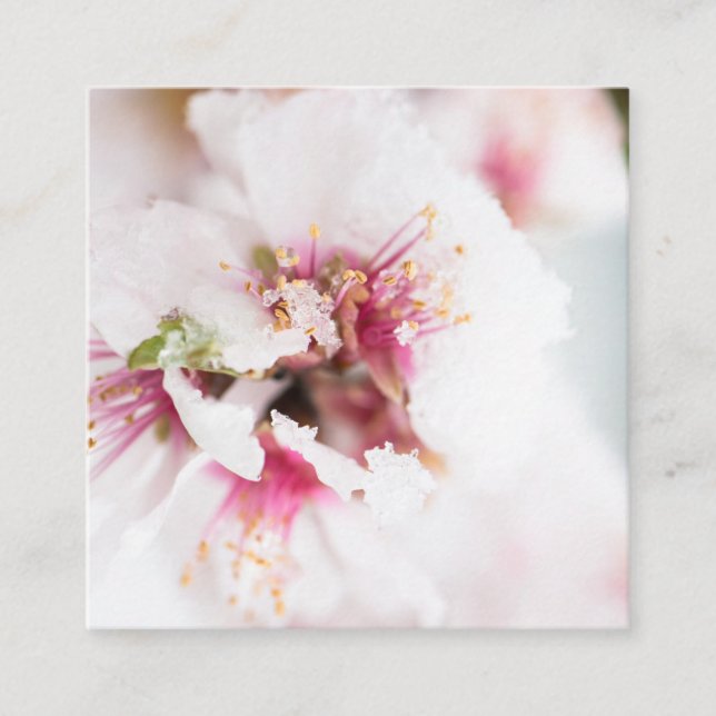 Carte De Visite Carré Almond tree flowers covered by snow (Devant)