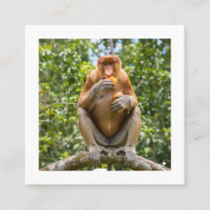 Carte De Visite Carré Autocollant de faune de Bornéo à motif de singe pr