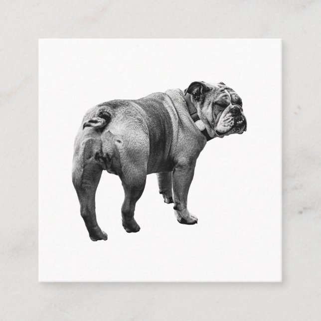 Carte De Visite Carré Bouledogue Calme, Emblème Soft (Devant)