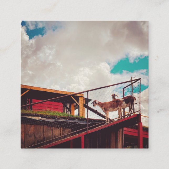 Carte De Visite Carré chèvres sur le toit (Devant)