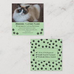 Carte De Visite Carré Élevage de chats Ragdoll Éleveur de chats personna