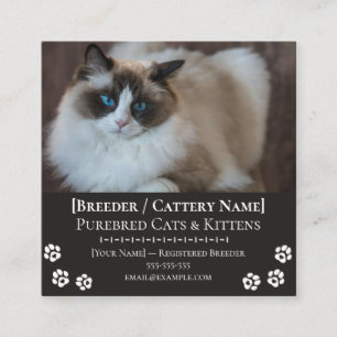 Carte De Visite Carré Élevage de chats Ragdoll Éleveur de chats personna